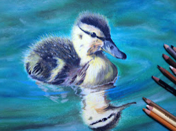 A fluffy duckling floating in blue-green water with a soft reflection.